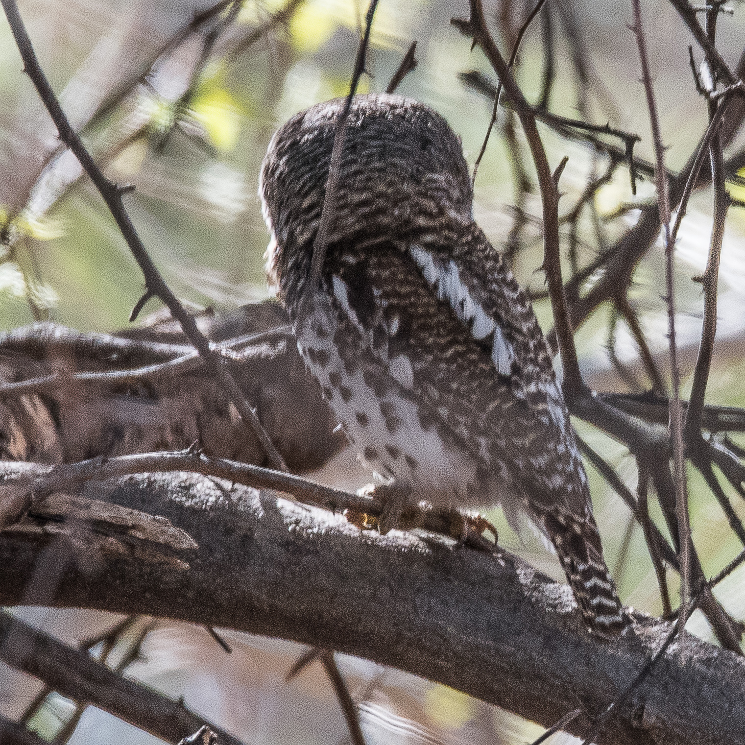 Chevêchette du Cap (African barred owlet, Glaucidium Capense), adulte vu de dos, Chobe National Park, Botswana.